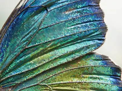 A macro image sharpened and enlarged in fine detail